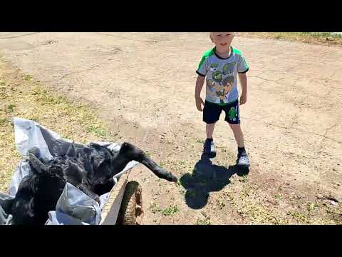 Видео: Мы такого точно не ожидали ,отел в поле!!🐄