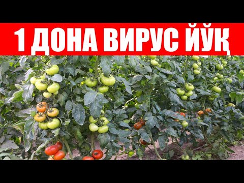 Видео: Иссиқхонани қуришим билан Адриатика F1 экдим (Tomato Adriatika F1-Sakata)