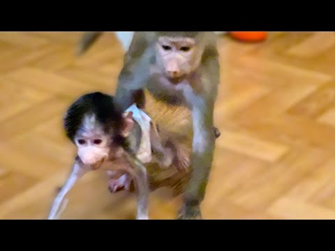 Видео: ТАК ВЕСЕЛО! Люся учит и контролирует Степу во время его путешествия по комнатам)))