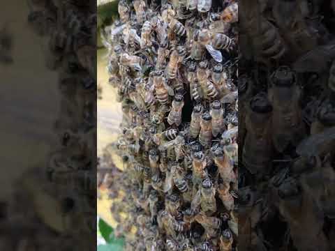 Видео: Природа, релакс,  пчелы, пчелиный рой, /beesbee swarm, nature, relaxation/