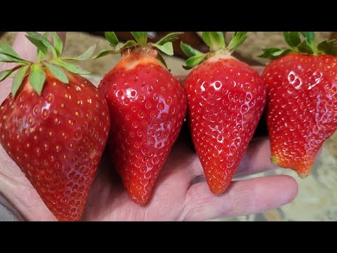 Видео: Александра и Лючия, самые топовые сорта (размер, вкус, внешний вид ягоды)!