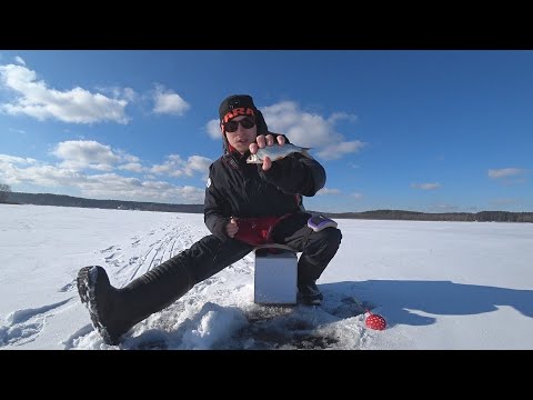 Видео: ПОЛ ВЕДРА ПЛОТВЫ НА МИНСКОМ МОРЕ! ПУЛЕМЕТ ПЛОТВИНЫЙ!