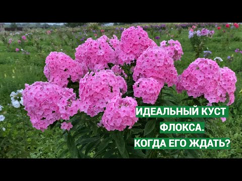 Видео: На каком году жизни куст флокса идеален или когда пересаживать флоксы