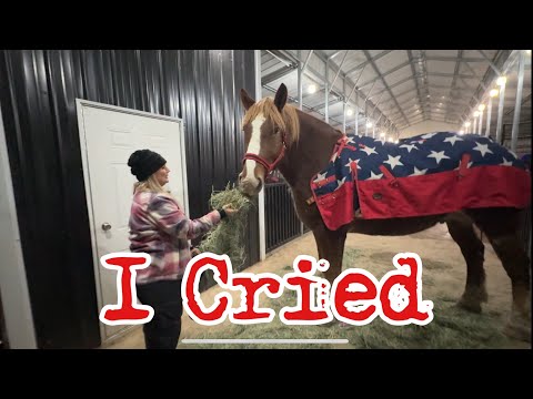 Видео: 8.5 Спасённые лошади получили одеяла: впервые для всего табуна