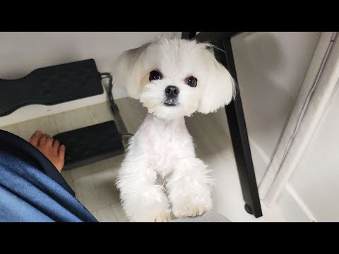 Видео: Что делать, если щенок любит хозяина