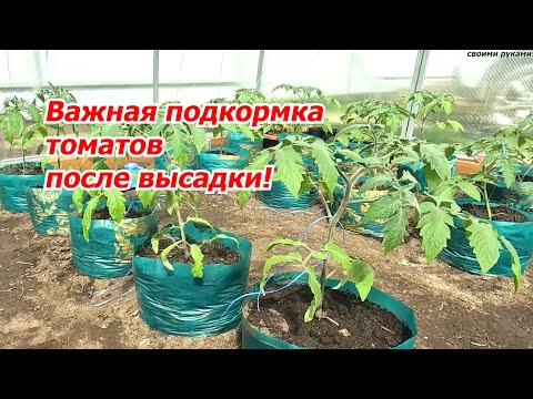 Видео: Кальциевая подкормка томатов- как и для чего подкармливать томаты кальцием.