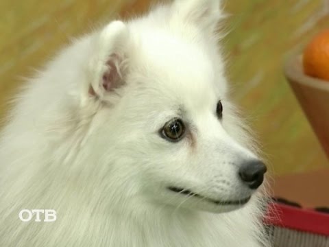 Видео: Знакомство с питомцами: японские шпицы