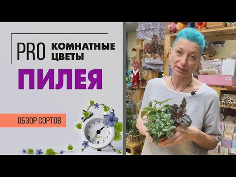 Видео: ПИЛЕЯ | 3 сорта во всей красе |  Как правильно ухаживать за пилеей