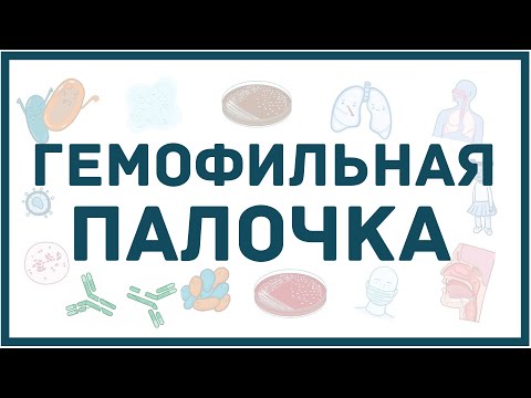 Видео: Гемофильная палочка - микробиология, диагностика, лечение
