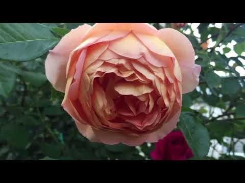 Видео: Как вырастить РОСКОШНЫЕ розы !!!  ОСНОВНЫЕ правила +200% результат!