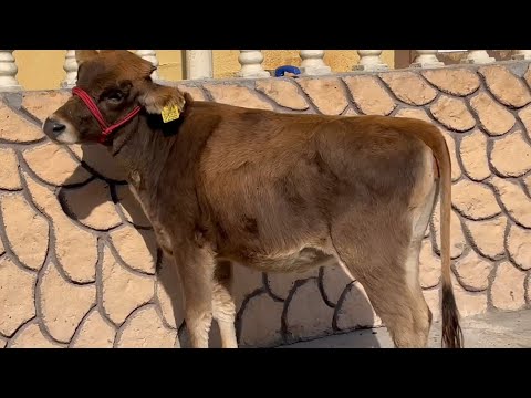 Видео: Аксияи Берахмона Букача ва Гуночинхои Арзон успет кун бача 20.октября 2025 г