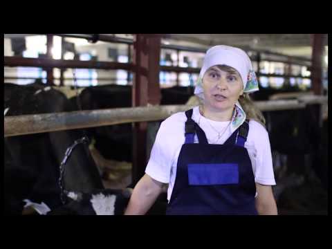 Видео: АО Племзавод  "Заря" 55лет