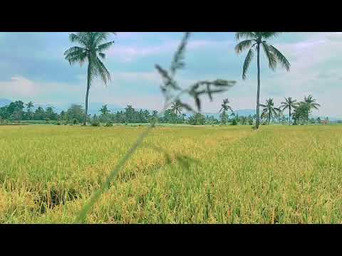 Видео: Құран Кәрімнің Сад сүресі Таңертең түсте түнде тыңдаймын