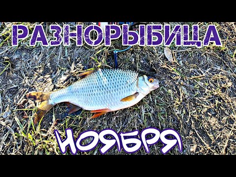 Видео: Нанодижг. Разнорыбье  реки ноября.