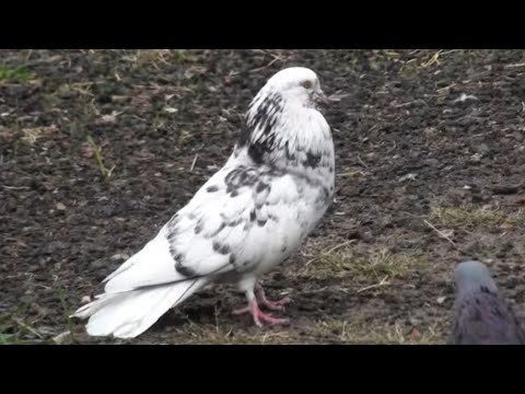 Видео: Чи можна ганяти в період линьки