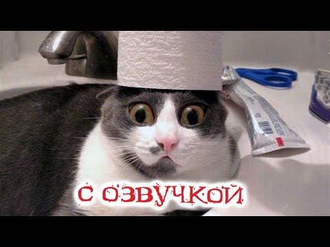 Видео: Приколы с котами! КОТЫ -ПАКОСТНИКИ !!! Смешные коты С ОЗВУЧКОЙ! Самые смешные животные!