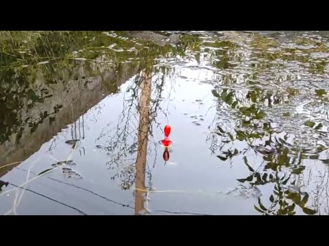 Видео: Рыбалка в маленьком пруду, приятная рыбалка, карась #пруд #карась #рыбалка #рыбалканаозере