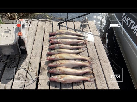 Видео: 🎣Судак на Волхове. Джиг 01.08.2025