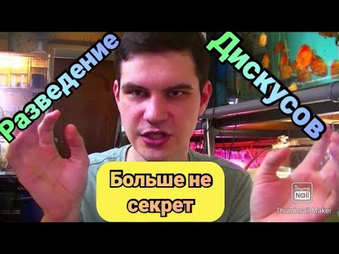 Видео: Секретный секрет разведения Дискусов