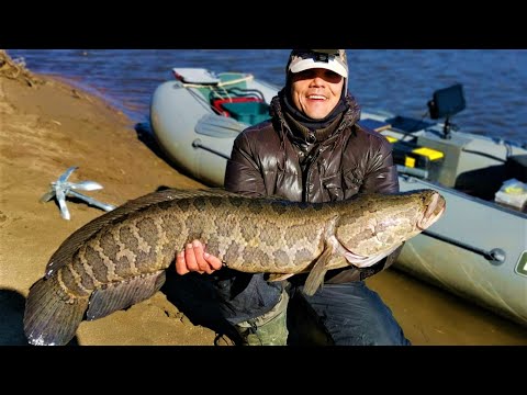 Видео: Осенние ЩУКИ и ЗМЕЕГОЛОВ на спиннинг на Амуре. Лучшая щучья приманка