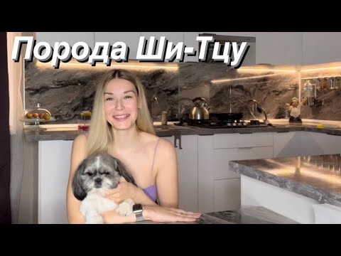 Видео: Порода ШИ-ТЦУ. Отзыв о моей собаке. Цена. Характер. Как содержать.