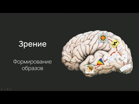 Видео: Нейробиология восприятия. Распознавание изображений и объема