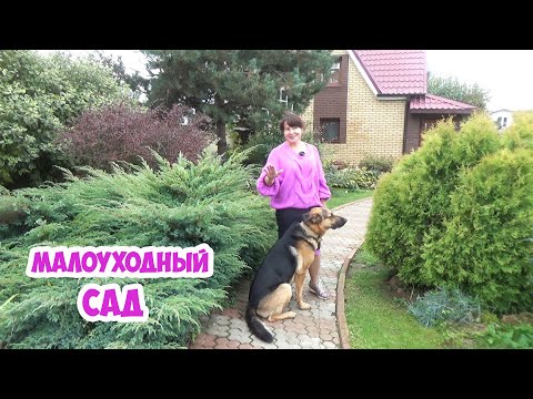 Видео: Как создать малоуходный сад? Лучшие растения для МАЛОУХОДНОГО сада. + Газон и живая изгородь!