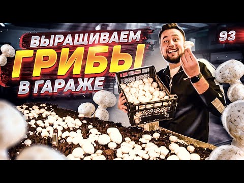 Видео: Бизнес в гараже. Выращивание шампиньонов. Бизнес с нуля