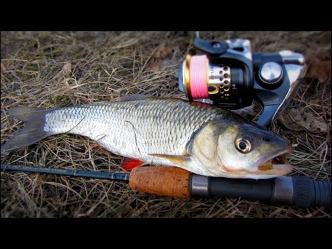 Видео: Как поймать жереха. Ловля жереха на спиннинг