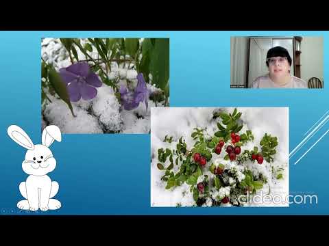 Видео: Заняття з ознайомлення з природним довкіллям.Тема:Життя рослин взимку.(Вік 4-5 років)