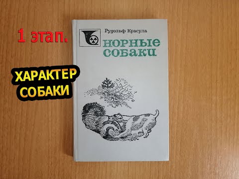 Видео: Норные собаки (Ягдтерьер) | Характеры собак