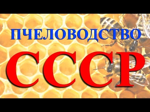 Видео: Пчеловодство СССР. Высокий уровень производства мёда.