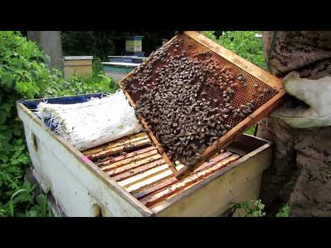 Видео: СМЕНА МАТКИ МАТОЧНИКОМ В ОСНОВНОЙ СЕМЬЕ, БЕЗ ОТЫСКИВАНИИ, РЕЗУЛЬТАТ!!!🔥🔥🔥
