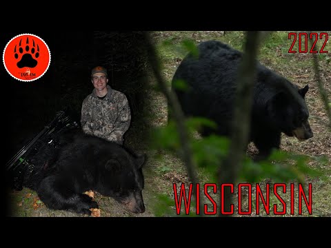 Видео: Черный медведь весом 400 фунтов | Стрельба из лука | Висконсин