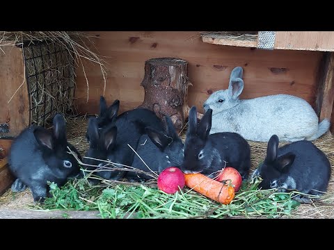 Видео: ОСМОТР ГНЕЗДА КРОЛЬЧИХИ НА 10 ДЕНЬ ПОСЛЕ ОКРОЛА🐰СОДЕРЖАНИЕ КРОЛИКОВ🐇ОТВЕТЫ НА КОММЕНТАРИИ