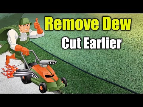 Видео: Стрижка газона ранним утром — удаление росы