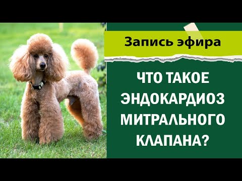 Видео: Что такое эндокардиоз митрального клапана