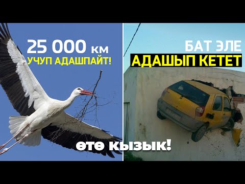 Видео: Керемет жаратыктар!