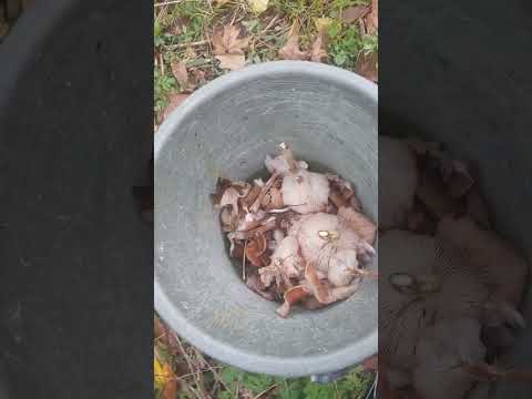 Видео: Опята.Пантаевка.@А мы такие!