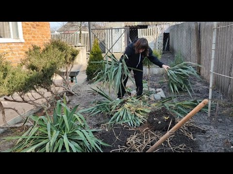 Видео: ПЕРЕСАДКА ВЕЛИЧЕЗНОГО КУЩА ЮКИ