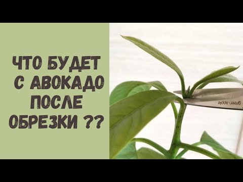 Видео: Что будет с авокадо после обрезки? А также делаю КОМПОЗИЦИЮ из 3-х АВОКАДО в один горшок.