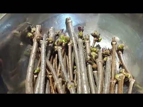 Видео: Живцюємо бузину. Обрізка бузини Мілк і шоколад. Розмноження бузини живцями.