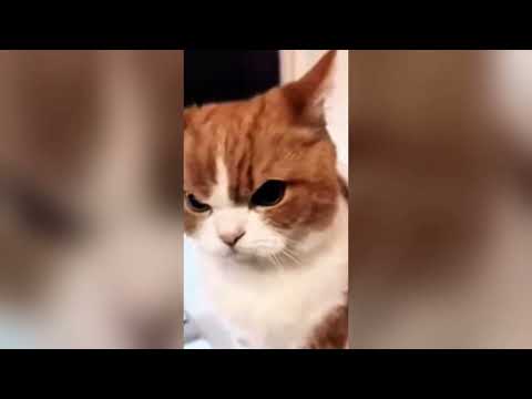 Видео: "СМЕХ ДА И ТОЛЬКО" - 38
