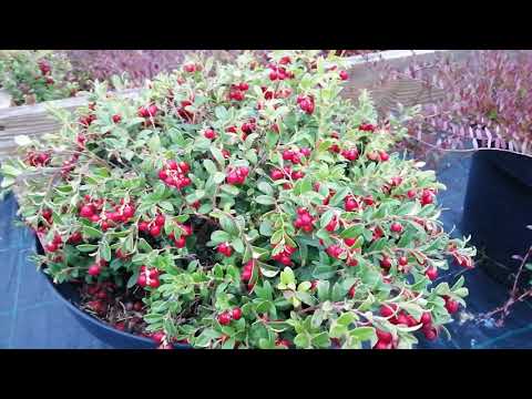 Видео: Брусника КОРАЛЛ в малом объеме