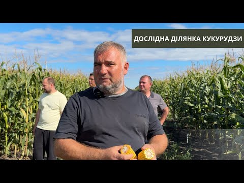 Видео: #274 ТОП-гібриди кукурудзи: що показали себе найкраще 🌾 | Полігон з Юрієм Дробязко
