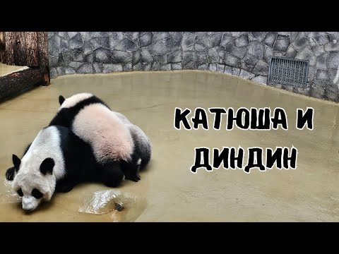 Видео: Панда Катюша и ее мама Диндин | Baby panda Katyusha and her mom Dindin