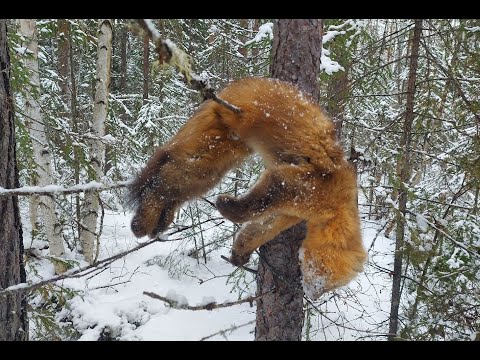 Видео: ЧЕТВЁРТЫЙ ДЕНЬ\\БЕГЛЕЦ НАШЁЛСЯ\\ВЫЕЗД