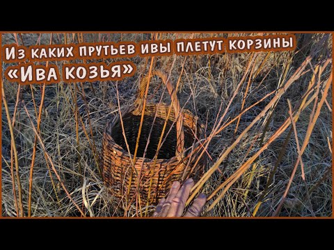 Видео: Из каких прутьев ивы плетут корзины. "Ива козья"