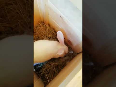 Видео: Кролики в 5 месяцев