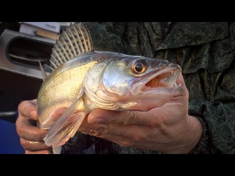 Видео: [Школа рыболова] - Ловля осеннего судака (часть 3) - Ловля на малька